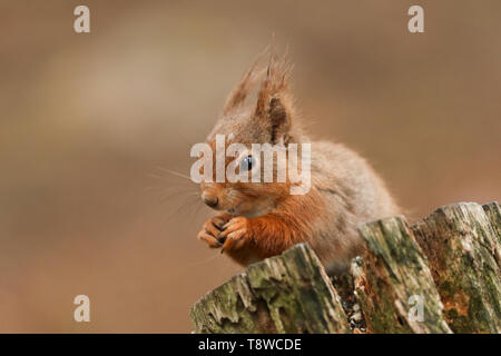 Un écureuil roux, Sciurus vulgaris, assis sur une souche de manger une noix. Banque D'Images