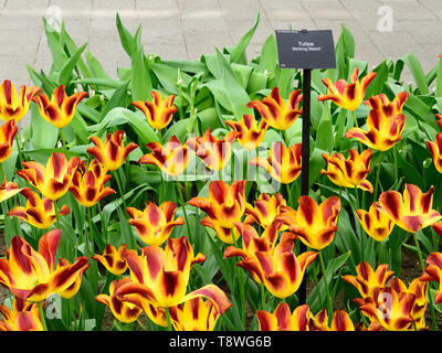 Photographié dans le parc de Keukenhof show tulip avril 2019, densément planté tulip Substitution Match fait un affichage à deux couleurs vives Banque D'Images