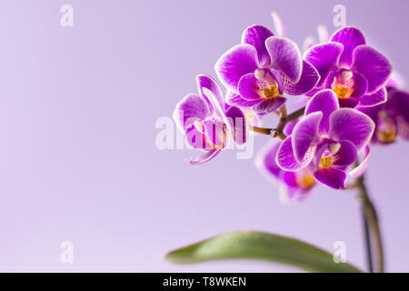 Belle orchidée pourpre fleur avec une feuille sur fond mauve - espace texte Banque D'Images