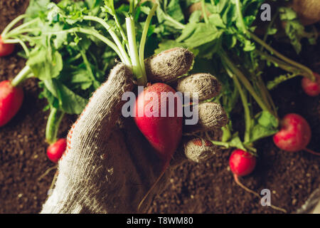 Farmer holding radis récoltés, Close up of hand avec légumes racine Banque D'Images