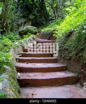 Chemin menant à la Lone Creek Falls, cascades spectaculaires en zone boisée dans le Blyde River Canyon, Route Panorama, Sabie, Mpumalanga, Afrique du Sud. Banque D'Images