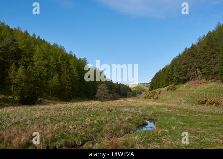 Dans la vallée de l'Quharity avec le petit brûlage circulant sur le plat de la vallée, et de pins qui couvrent la colline. Angus (Écosse). Banque D'Images