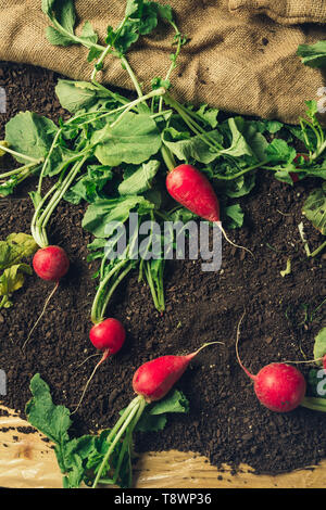 Jardin rouge sur le sol après la récolte des radis biologiques des produits cultivés sur place, prêts à être emballés et envoyés à Farmer's Market, vue d'en haut Banque D'Images