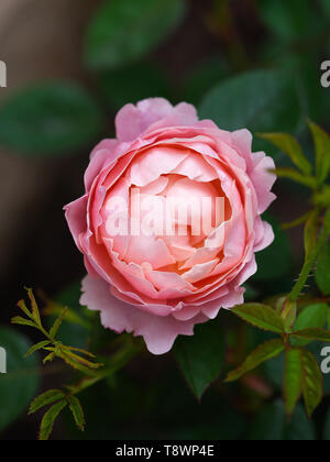 Belle rose anglais nostalgique dans un jardin de soleil 24. Arrière-plan de la nature. Profondeur de champ. Banque D'Images