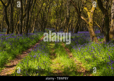 Bois Bluebell Ruthven sur la rive de la rivière Isla, Angus, Scotland. Banque D'Images