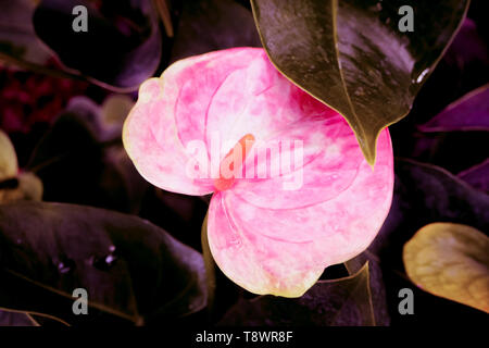 Feuilles en forme de coeur, couleur rose feuilles vert foncé nature background Banque D'Images