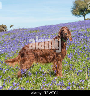 Setter irlandais Banque D'Images
