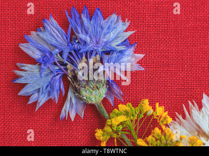 Barbeaux et séché les fleurs sauvages jaune sur fond de toile rouge Banque D'Images