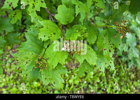 Branche de viburnum, dont les feuilles sont mangées par leaf beetle Chrysomèle (vibumi) Banque D'Images
