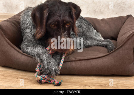 Jouets de dentition rongée chews chien couché sur le tapis Banque D'Images