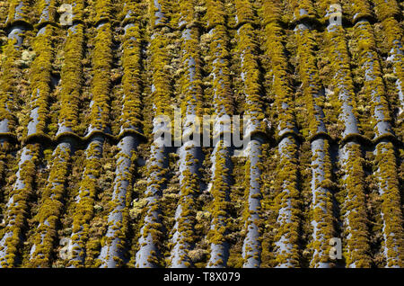 Couvert de mousse verte toiture en ardoise d'une vieille maison de village close-up Banque D'Images