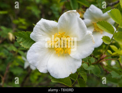 Arbre généalogique blanche pivoine, une grande fleur du genre Paeonia, croissante au printemps (mai) dans le West Sussex, Angleterre, Royaume-Uni. Banque D'Images