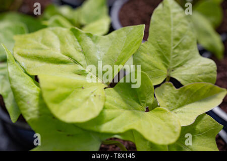 Ipomoea batatas 'Marguerite' Banque D'Images