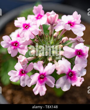 Verveine 'Vectura Soft Pink Eye" Banque D'Images