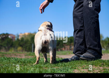 Le pug chien et l'homme sur l'herbe. Le PUG marche sur une journée d'été à l'extérieur. Banque D'Images