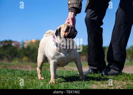 Le pug chien et l'homme sur l'herbe. Le PUG marche sur une journée d'été à l'extérieur. Banque D'Images