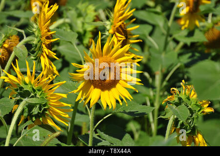 L'abeille pollinise un tournesol en été dans un champ de tournesols aux couleurs éclatantes Banque D'Images