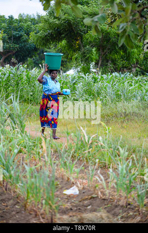 Femme du Malawi promenades à travers un champ de maïs rabougris portant un seau d'eau en plastique sur la tête. Banque D'Images