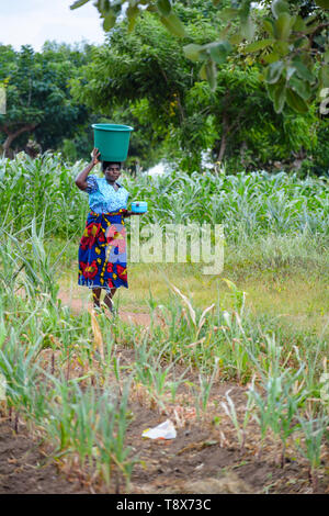 Femme du Malawi promenades à travers un champ de maïs rabougris portant un seau d'eau en plastique sur la tête. Banque D'Images