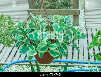 Plante de caoutchouc pour bébé panaché Peperomia obtusifolia en serre Banque D'Images