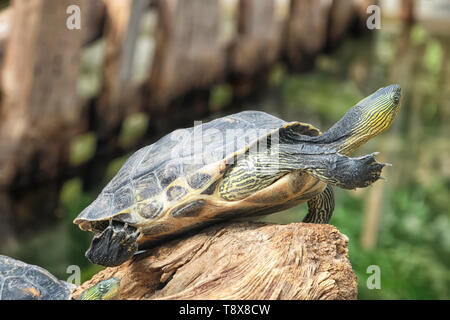 Tortue mignon dans le jardin zoologique Banque D'Images