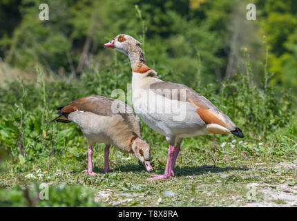 Paire d'oies égyptiennes (Alopochen aegyptiaca) Comité permanent sur la terre au printemps dans le West Sussex, Angleterre, Royaume-Uni. Egyptian goose. Banque D'Images