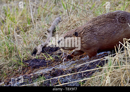 La vue latérale d'un Castor Castor canadensis 'adultes', descendant d'un écoulement de l'eau dans les régions rurales de l'Alberta Canada Banque D'Images