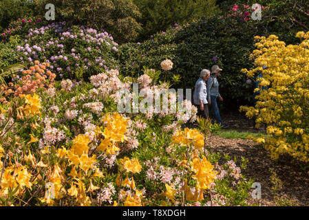 Wexham, UK. 15 mai 2019. Météo France : les visiteurs à pied parmi les azalées en fleur dans le Temple Gardens de Langley Park. Un ancien terrain de chasse royal, Langley Park a des liens avec le Roi Henry VIII, la reine Elizabeth I et de la reine Victoria. Chaque année, les masses des rhododendrons et azalées fleurissent de mars à juin. Crédit : Stephen Chung / Alamy Live News Banque D'Images