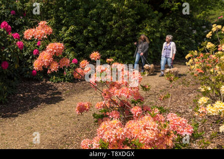 Wexham, UK. 15 mai 2019. Météo France : les visiteurs à pied parmi les azalées en fleur dans le Temple Gardens de Langley Park. Un ancien terrain de chasse royal, Langley Park a des liens avec le Roi Henry VIII, la reine Elizabeth I et de la reine Victoria. Chaque année, les masses des rhododendrons et azalées fleurissent de mars à juin. Crédit : Stephen Chung / Alamy Live News Banque D'Images