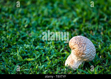 Vesse-de-crâne est une espèce de champignon blanc géant. Banque D'Images