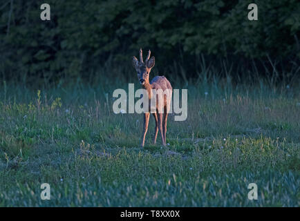 Buck-chevreuils Capreolus capreolus, aussi connu comme l'ouest de chevreuil. Au printemps. Uk Banque D'Images