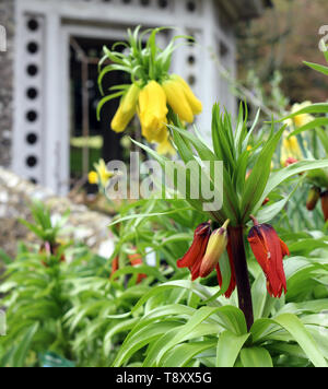 Yellow and red Crown Imperial, Imperial fritillary ou Kaiser's crown Banque D'Images