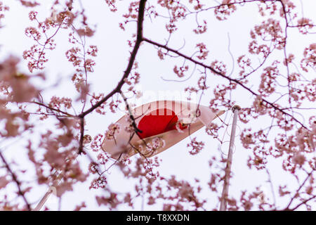 Drapeau japonais (également connu sous le nom de Sun-Mark drapeau, Nisshōki ou Hinomaru) dans le vent grâce à fleur de cerisier, ou arbres de sakura Banque D'Images