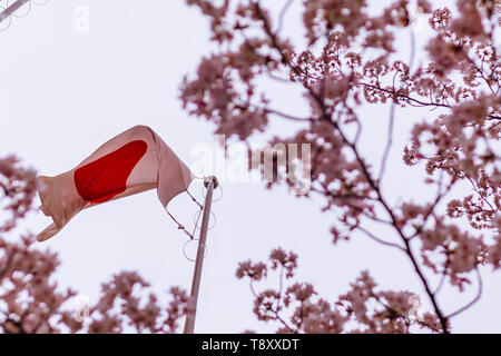 Drapeau japonais (également connu sous le nom de Sun-Mark drapeau, Nisshōki ou Hinomaru) dans le vent grâce à fleur de cerisier, ou arbres de sakura Banque D'Images