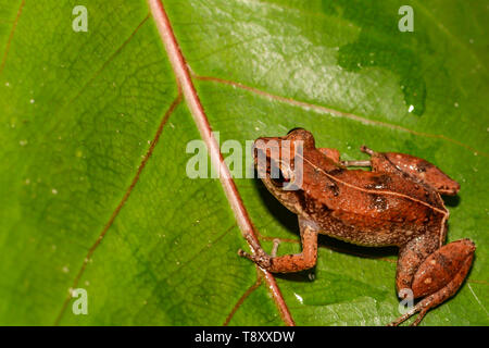 Antillean moindre sifflement (Eleutherodactylus johnstonei) Banque D'Images