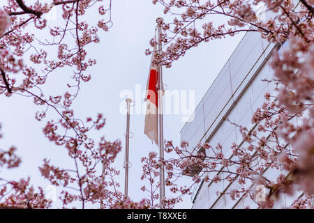 Drapeau japonais (également connu sous le nom de Sun-Mark drapeau, Nisshōki ou Hinomaru) dans le vent grâce à fleur de cerisier, ou arbres de sakura Banque D'Images