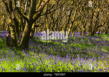 Bois Bluebell Ruthven sur la rive de la rivière Isla, Angus, Scotland. Banque D'Images