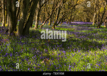 Bois Bluebell Ruthven sur la rive de la rivière Isla, Angus, Scotland. Banque D'Images