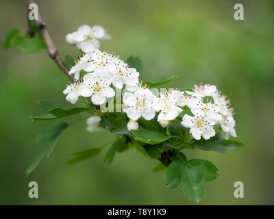 Fleur d'aubépine, de fleurs blanches, contre un arrière-plan flou. Aka Crataegus, quickthorn, thornapple, peut-tree, whitethorn ou hawberry. Banque D'Images