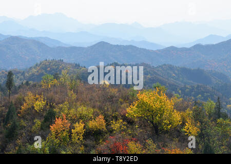 Forêt d'automne dans les montagnes du nord de la Chine. Les arbres d'automne en ce qui concerne l'or dans les montagnes de la province du nord de la Chine, Beijing, tirée de la Grande Banque D'Images