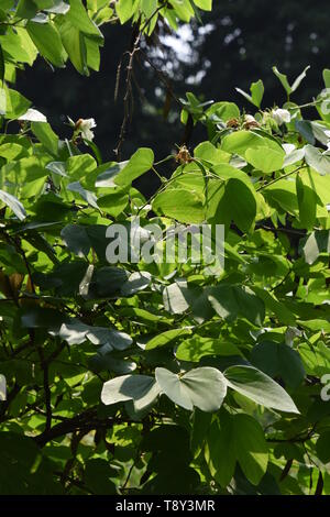 Bauhinia acuminata ou White Orchid-tree à l'Alipore Jardin Zoologique à Kolkata, Inde. Banque D'Images