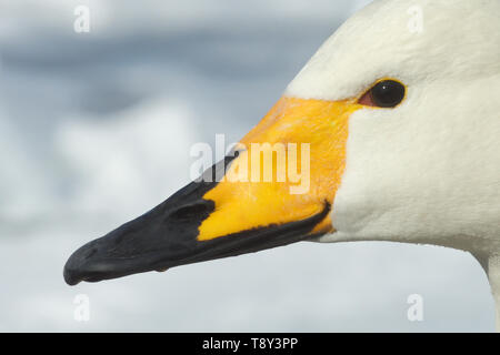 Cygne chanteur (Cygnus cygnus) head montrant les marquages bec au lac Kussharo, l'île d'Hokkaido, au Japon. Banque D'Images