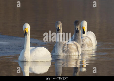 Cygne chanteur (Cygnus cygnus) Famille groupe d'adultes et cygnets nageant ensemble dans le lac Kussharo, l'île d'Hokkaido, Japapn. Banque D'Images