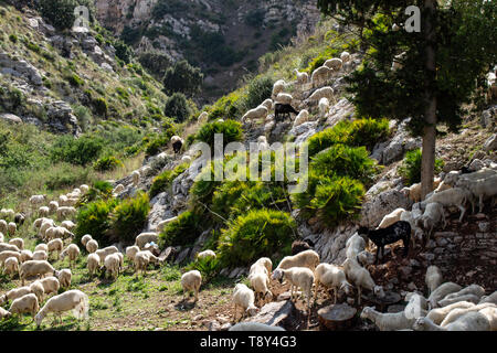 D'immenses troupeaux de moutons et de chèvres paissant sur la colline verte dans les montagnes. Banque D'Images