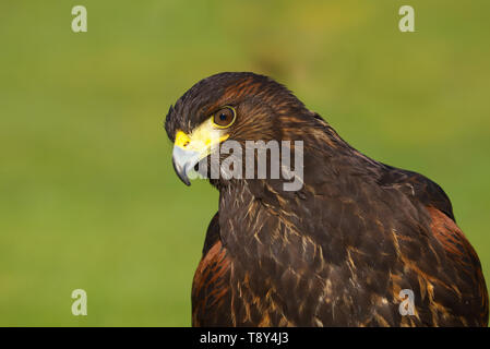 Un portrait de la tête et les épaules d'une buse de Harris (Parabuteo unicinctus) Oiseau de proie Banque D'Images