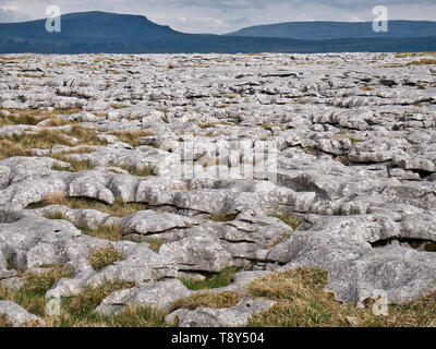 Lapiez - une zone de calcaire érodé par l'eau - dans les vallées du Yorkshire, UK, avec le Pen-y-ghent dans l'arrière-plan Banque D'Images