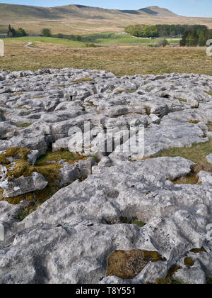 Lapiez - une zone de calcaire érodé par l'eau - sur les balances Moor dans les vallées du Yorkshire, UK, avec Whernside dans l'arrière-plan Banque D'Images