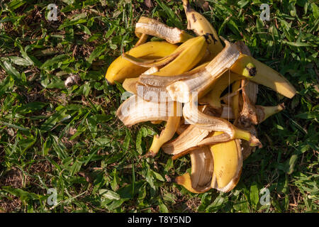 Une vue en gros plan d'un tas de tonnerres bananna dans lui assis sur l'herbe verte Banque D'Images