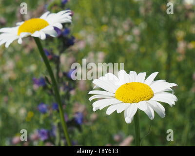 De plus en plus des Marguerites dans un pré Banque D'Images