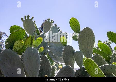 Les jeunes pousses de cactus Sabra en backlight contre un arrière-plan flou de buissons épineux closeup Banque D'Images